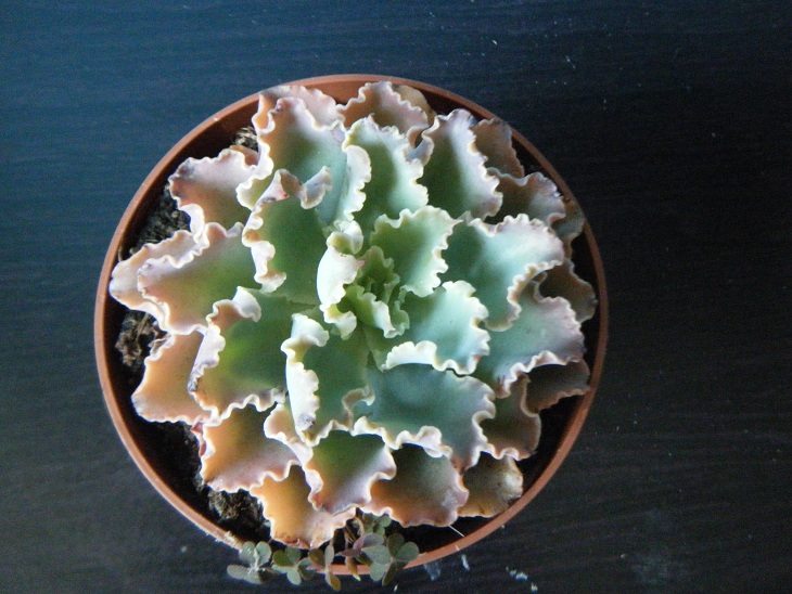 planta14.jpg