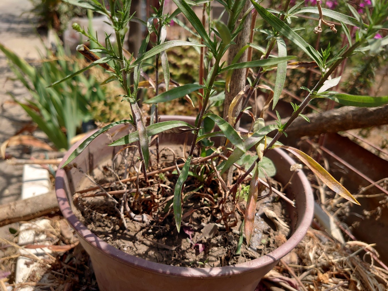 planta19.jpg