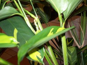 planta2%7E2.JPG