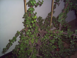 planta2%7E4.jpg