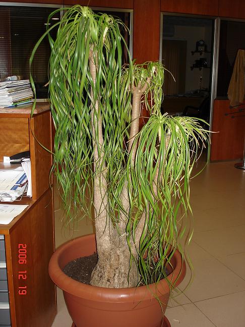 PLANTA2.JPG