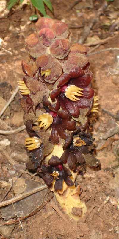 planta2.jpg