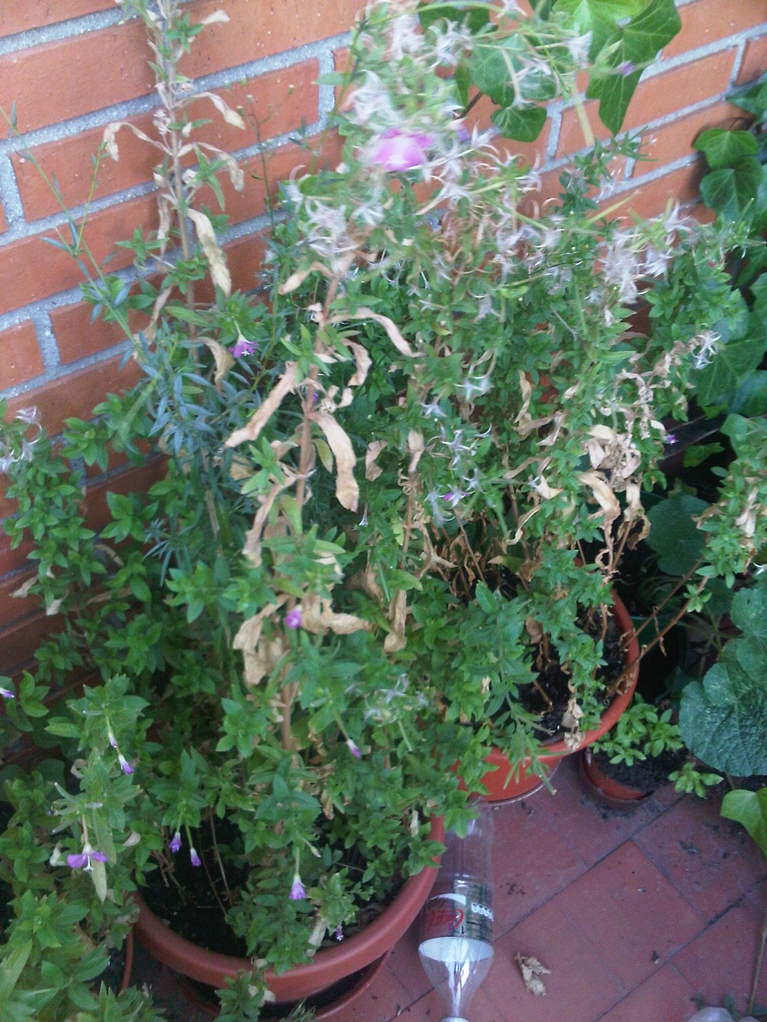 planta2.jpg