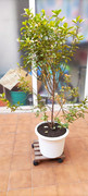 planta2.jpg