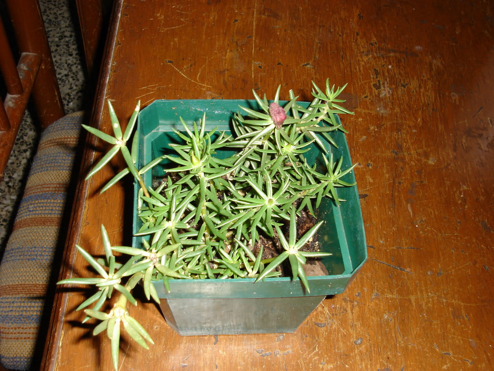 Planta2.jpg