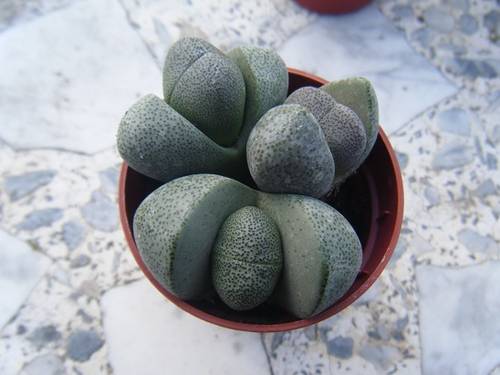 planta21.jpg