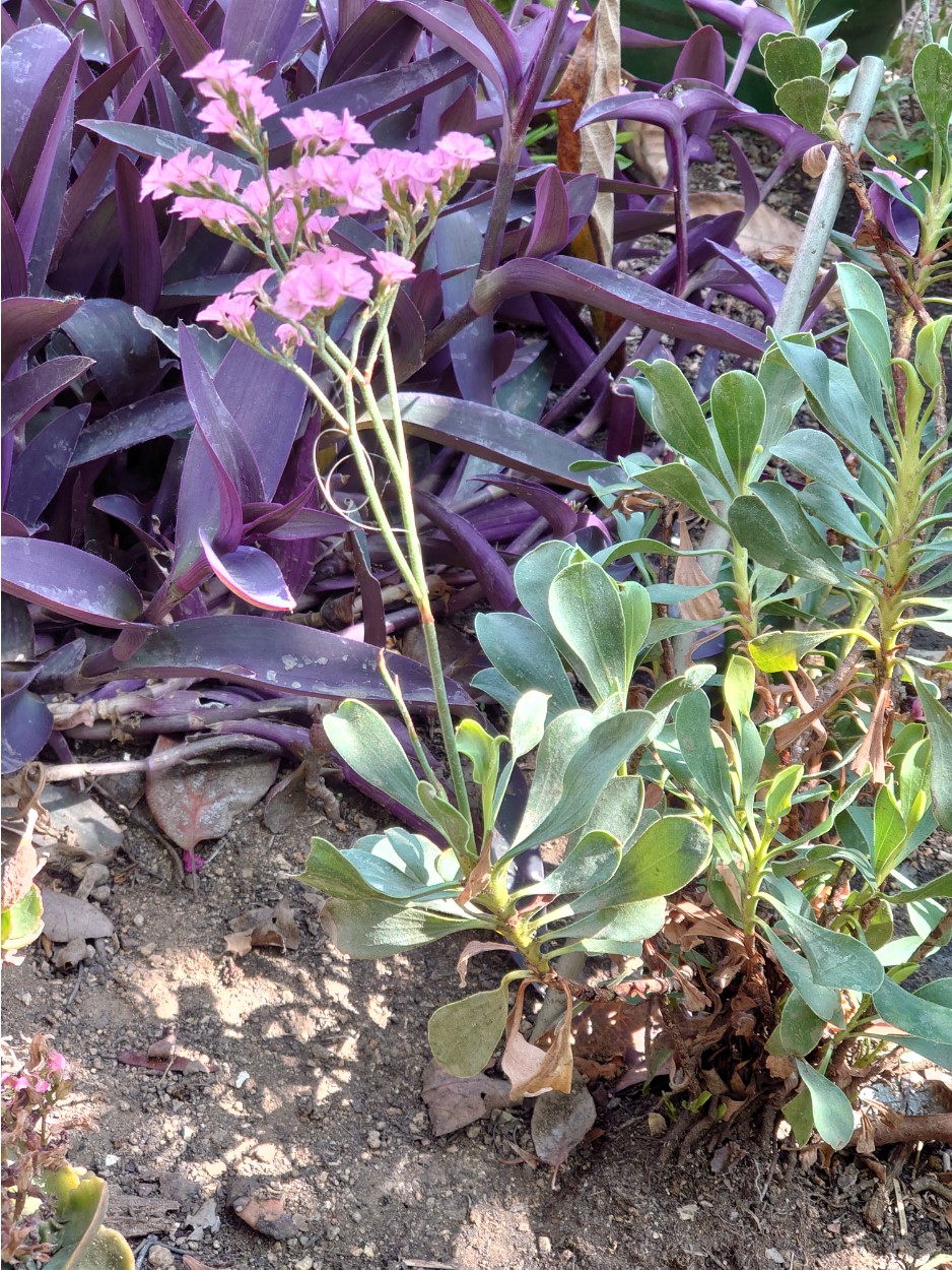 planta21.jpg