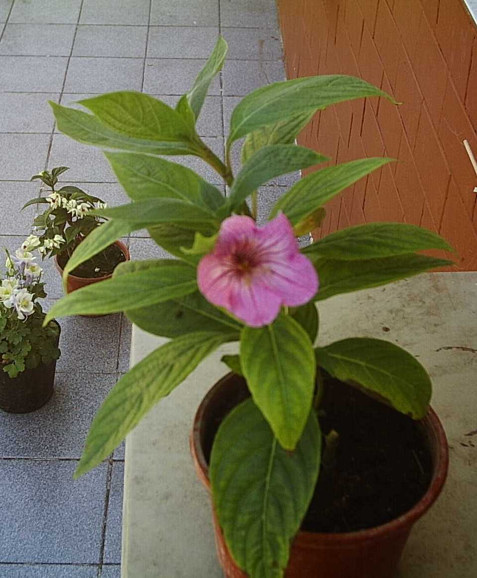 planta3%7E0.JPG