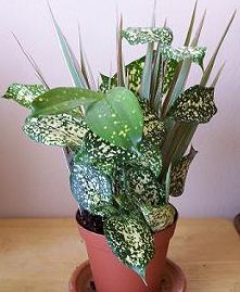 planta3%7E1.JPG