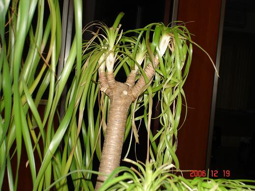 PLANTA3.JPG