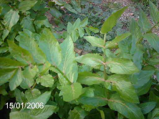 planta3.JPG