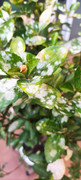 planta3.jpg