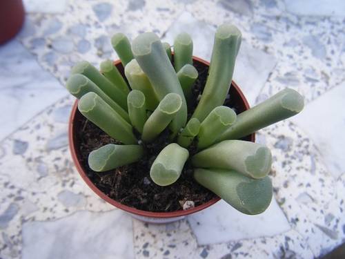 planta31.jpg