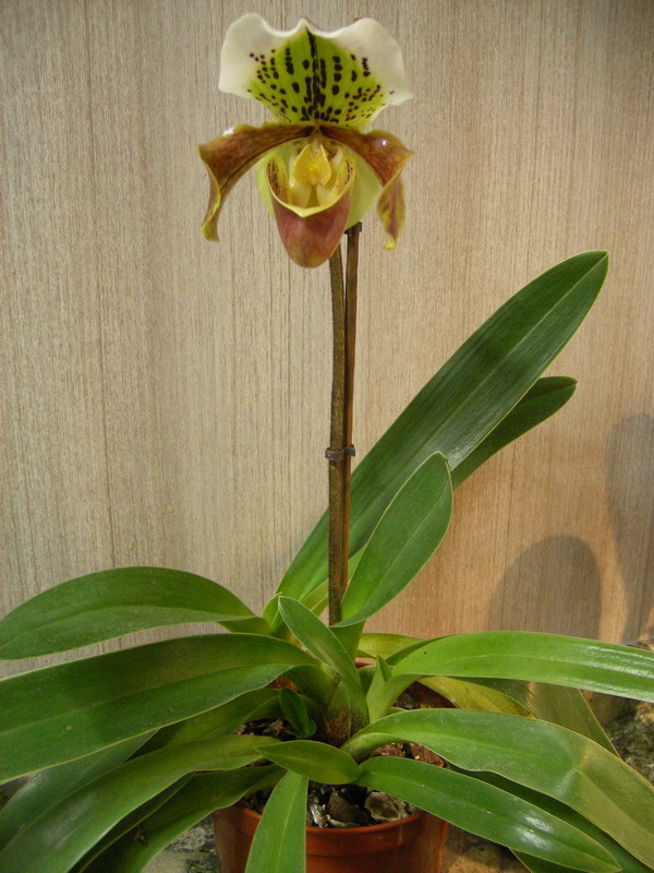planta4.jpg