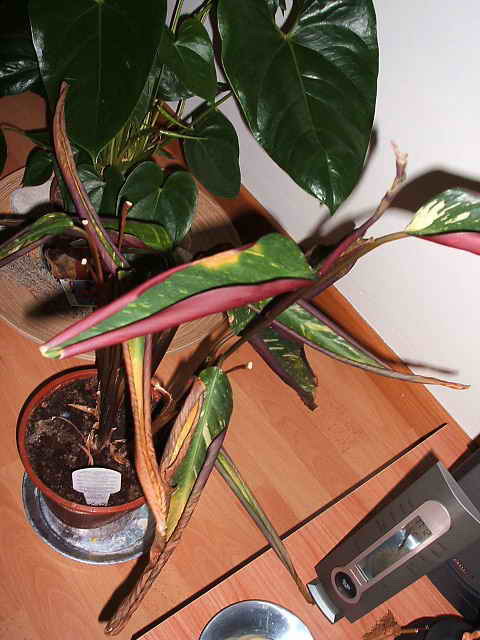 planta4.jpg