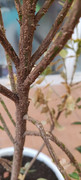 planta4.jpg