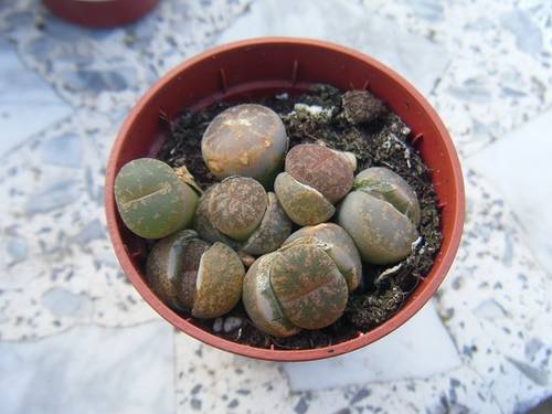 planta41.jpg