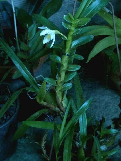 Planta4_06.jpg