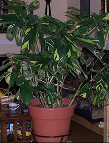 planta5%7E0.JPG