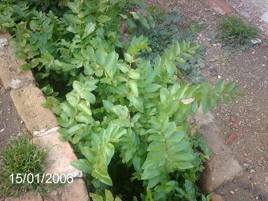 planta5.JPG