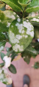 planta5.jpg