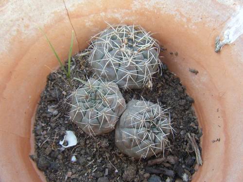 planta51.jpg