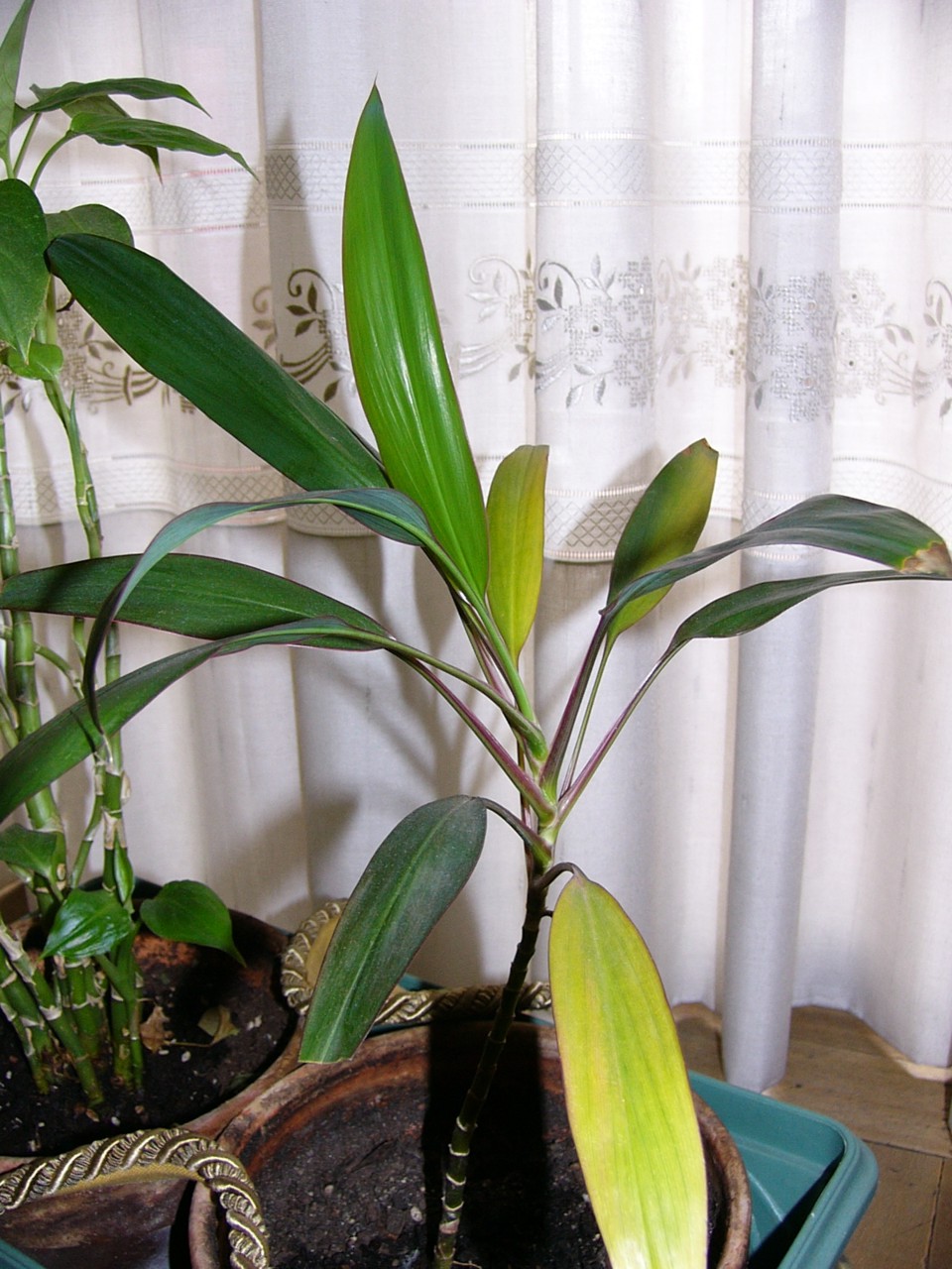 Planta_02.jpg