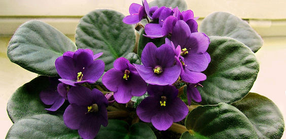 PLANTA_08.jpg
