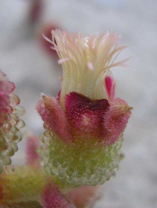 Planta_1010347.jpg
