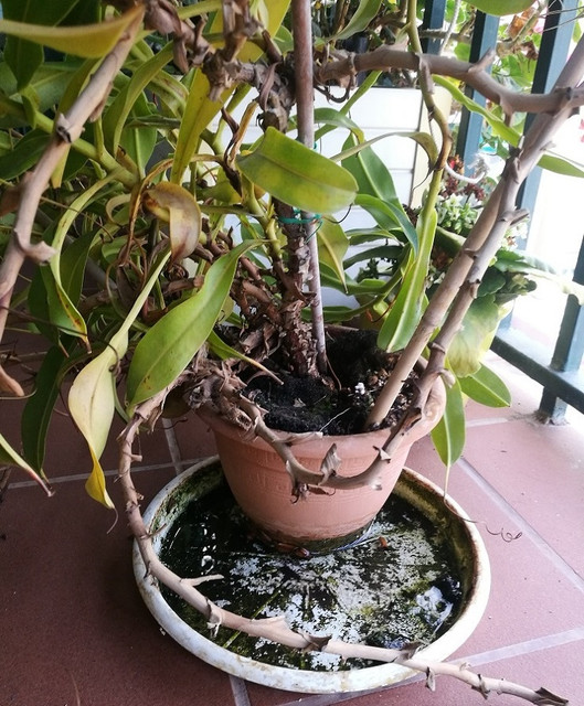Planta_2.jpg