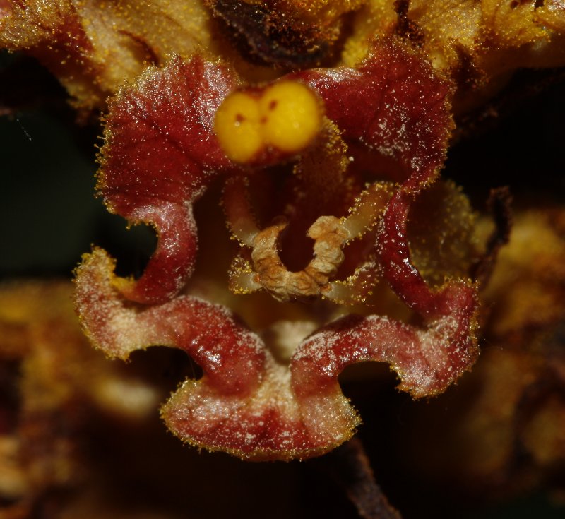 planta_8167.jpg
