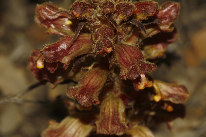 planta_8182.jpg