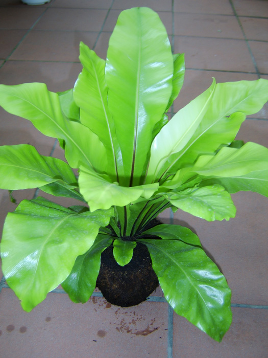 planta_asplenium-nidus.jpg