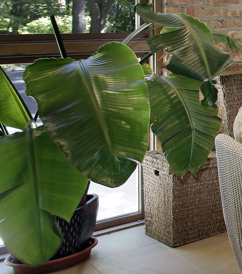 planta_deaconocida2.jpg