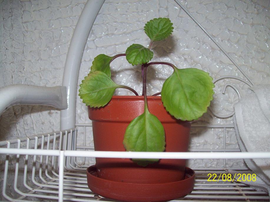 planta_del_dinero.JPG