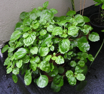 Planta_del_dinero2.jpg