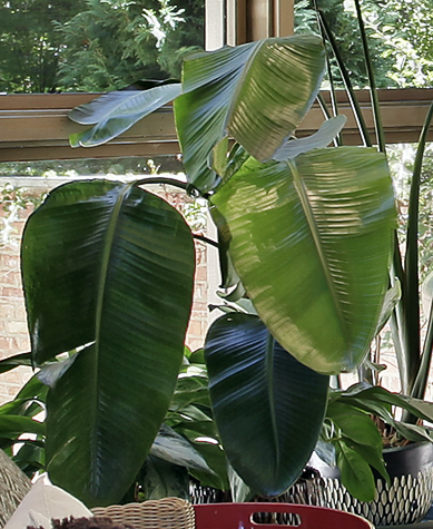 planta_desconocida.png