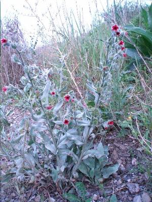 planta_flor_roja.JPG