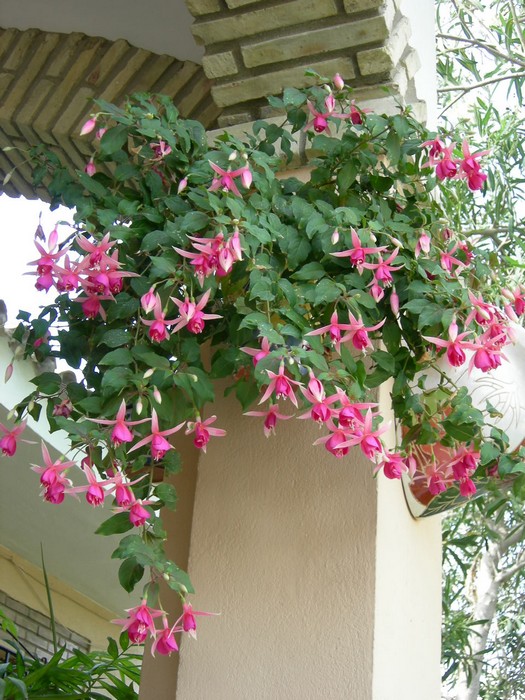 planta_jack_shahanp.jpg