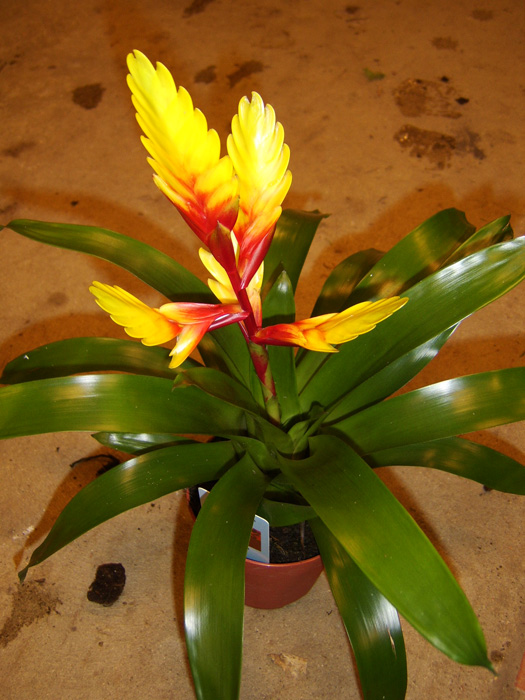 planta_vriesea2.jpg