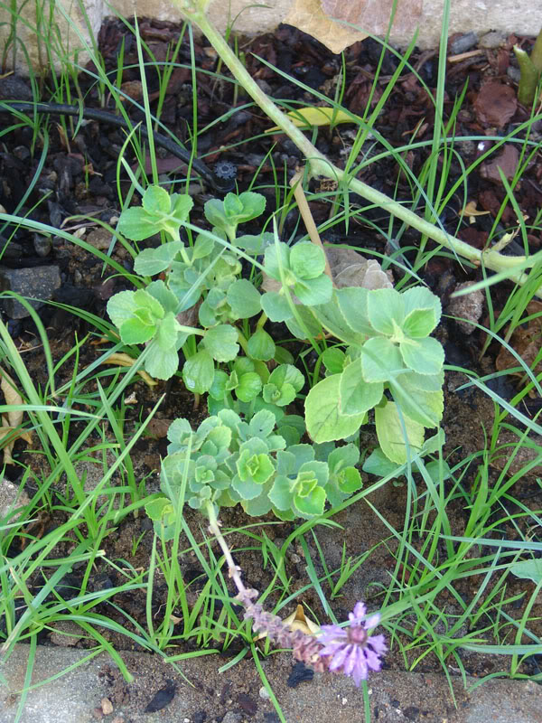 plantaantigato.jpg