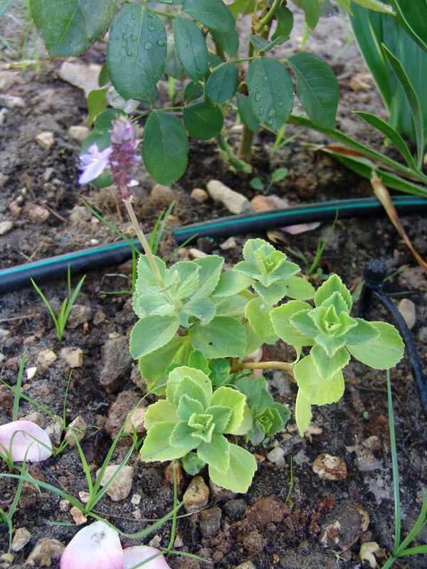 plantaantigato1.jpg