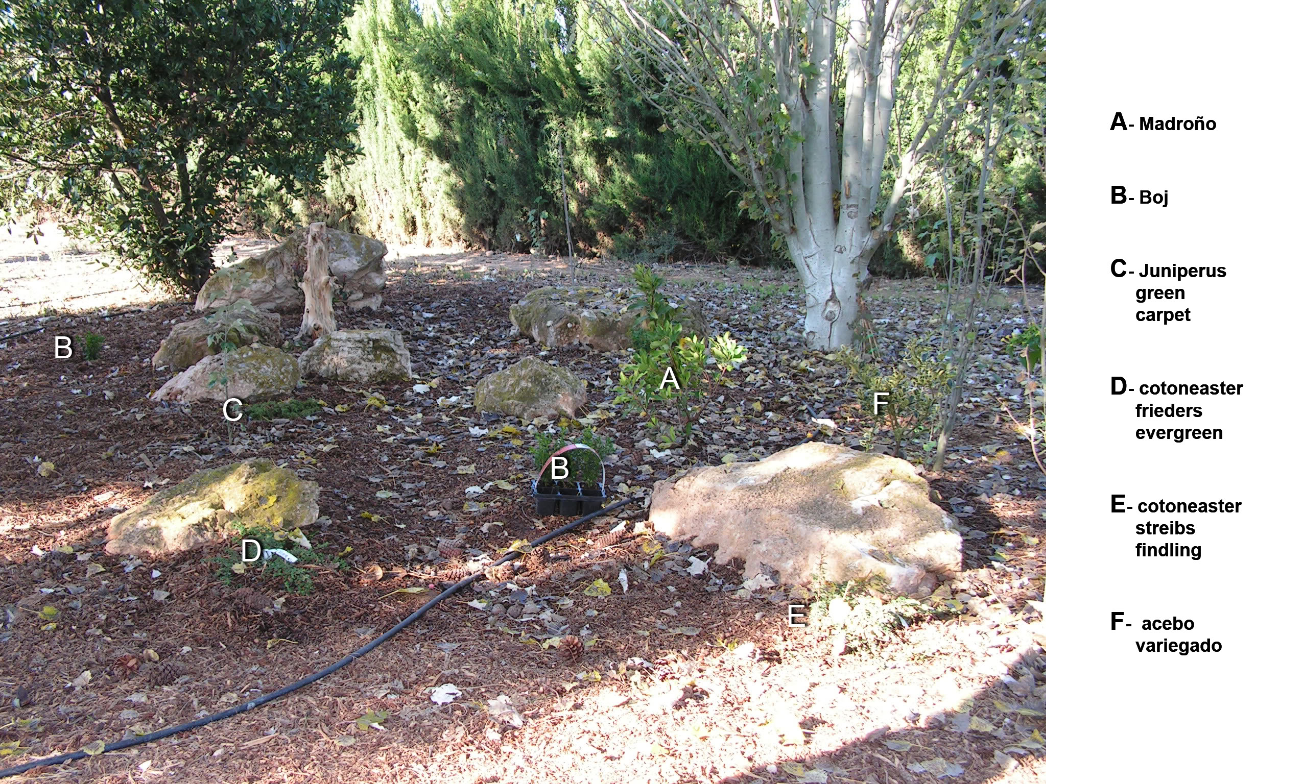 plantacinalameda.jpg