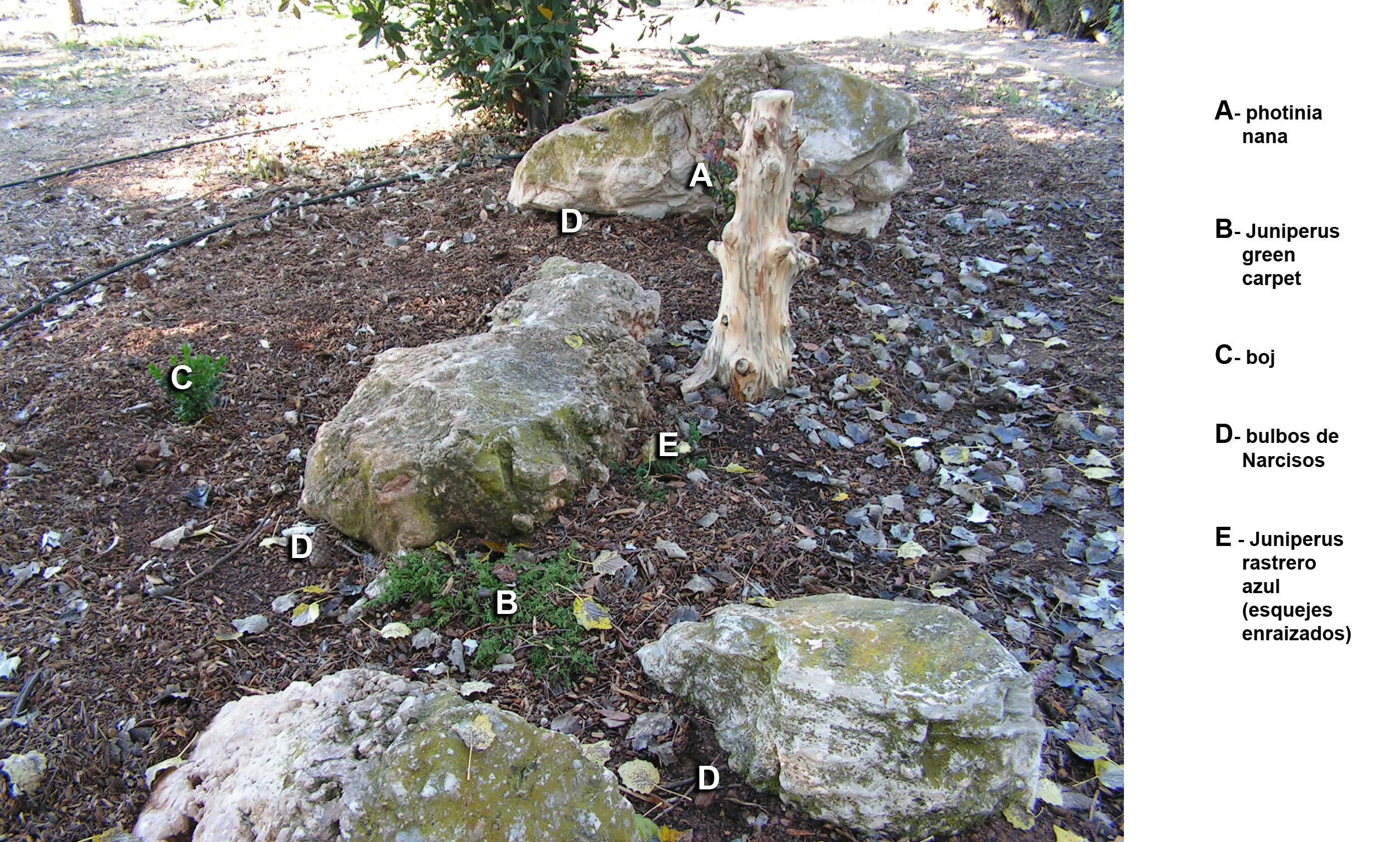 plantacinalameda3.jpg