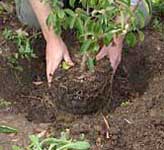 plantacion.jpg