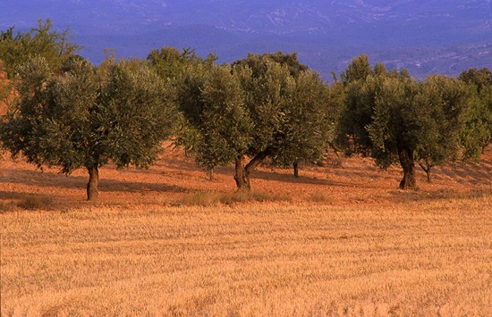 plantacion-olivo.jpg