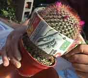 plantacion_1.jpg