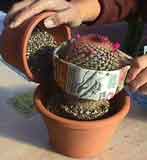 plantacion_2.jpg