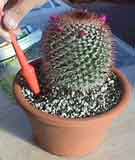 plantacion_3.jpg