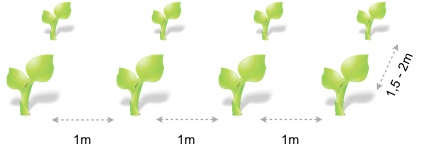Plantacion_calabaza.jpg
